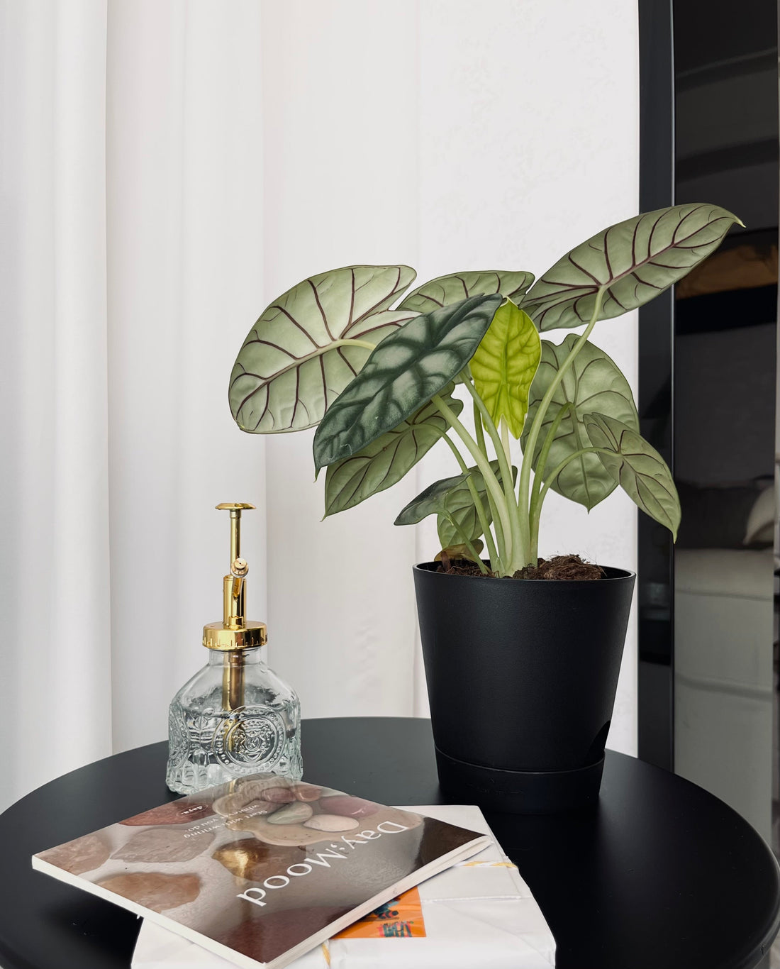 The Perfect Pot: A Home for Your Plants