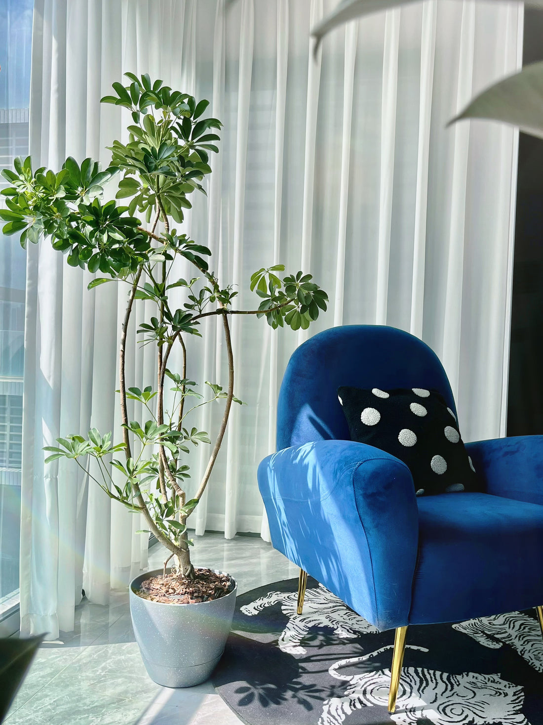 Choosing the Right Plant Pot